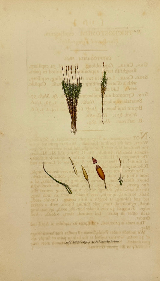 Antique Print - James Sowerby - Trichostomum Capillaceum - haircap Moss - F1