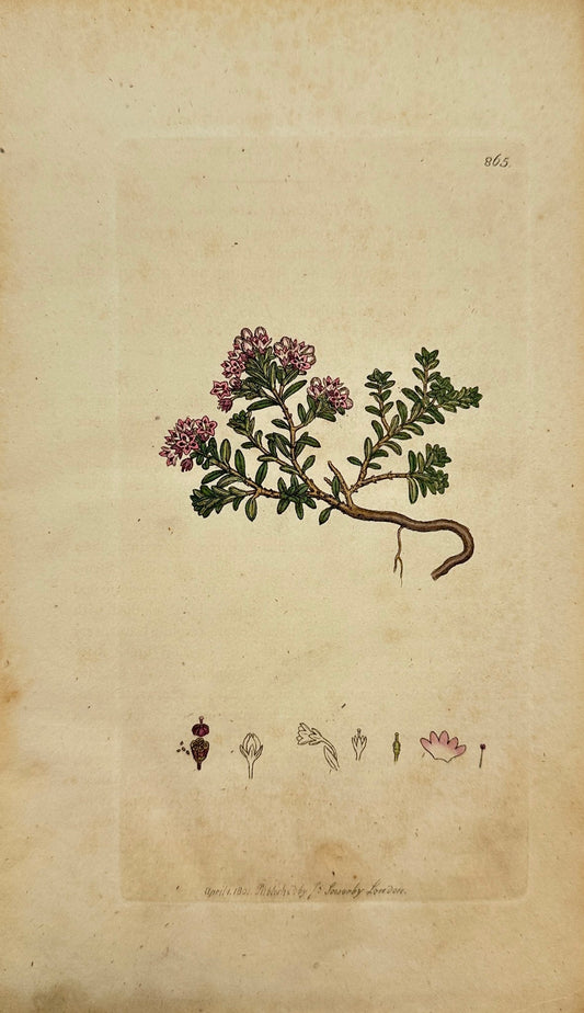 Antique Print - James Sowerby - Azalea Procumbens - Trailing Azalea - F1
