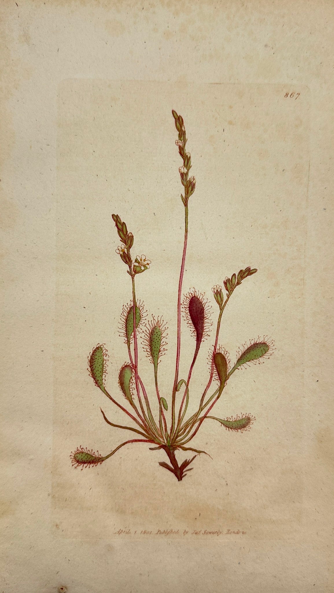 Antique Print - James Sowerby - Drosera Rotundifolia - Round-leaved Sundew - F1