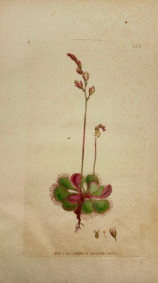 Antique Print - James Sowerby - Drosera Longifolia - Long-leaved Sundew - F1