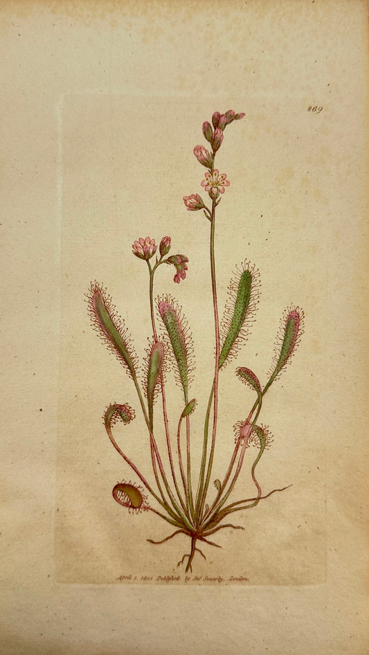Antique Botanical Print - James Sowerby - Drosera Anglica - Great Sun-dew - F1