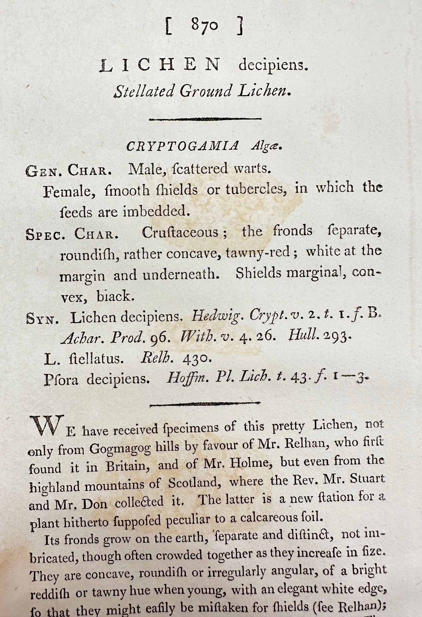 Antique Print - James Sowerby - Lichen Decipiens - Stellated Ground Lichen - F1