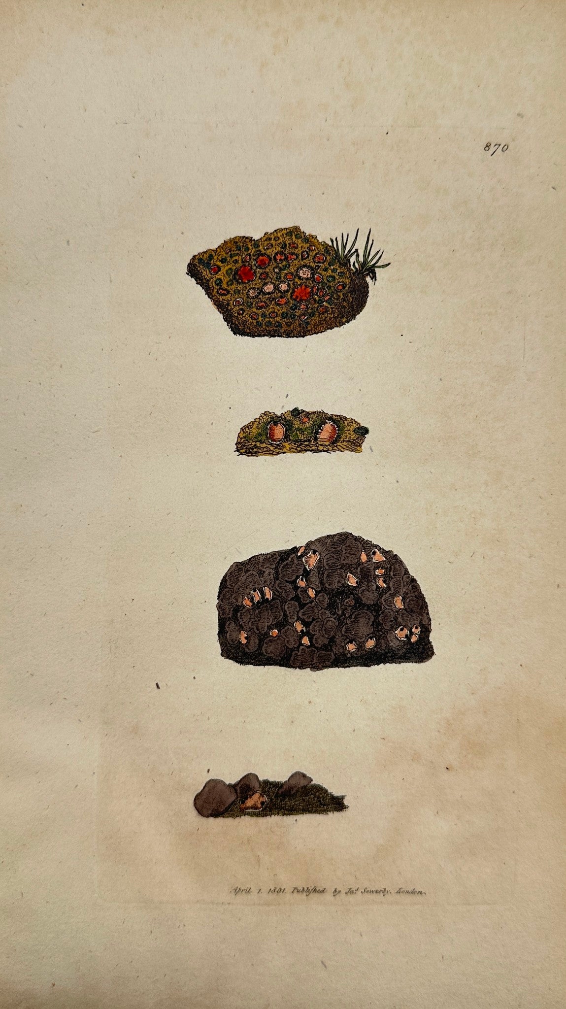 Antique Print - James Sowerby - Lichen Decipiens - Stellated Ground Lichen - F1