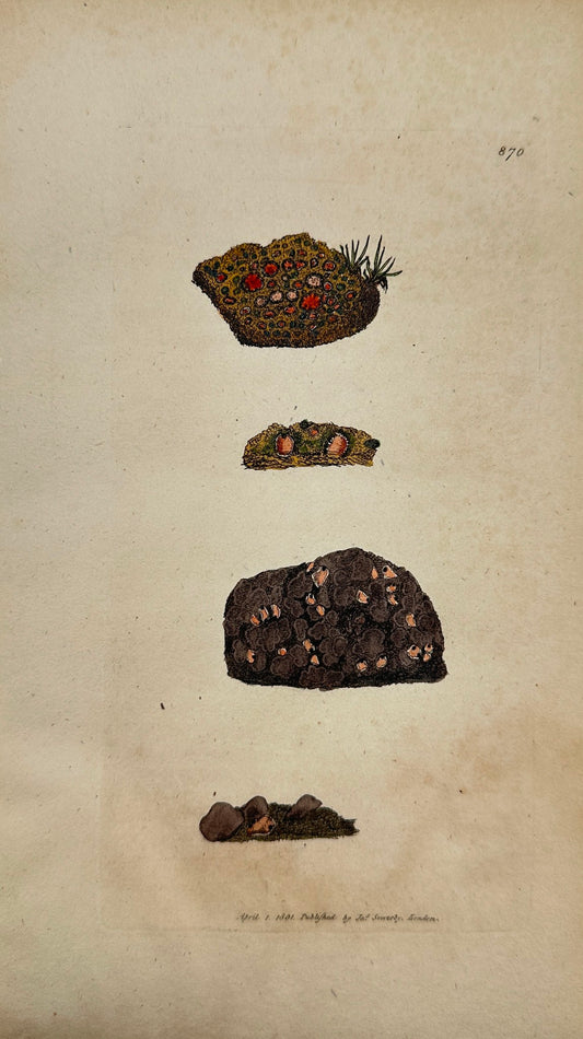 Antique Print - James Sowerby - Lichen Decipiens - Stellated Ground Lichen - F1