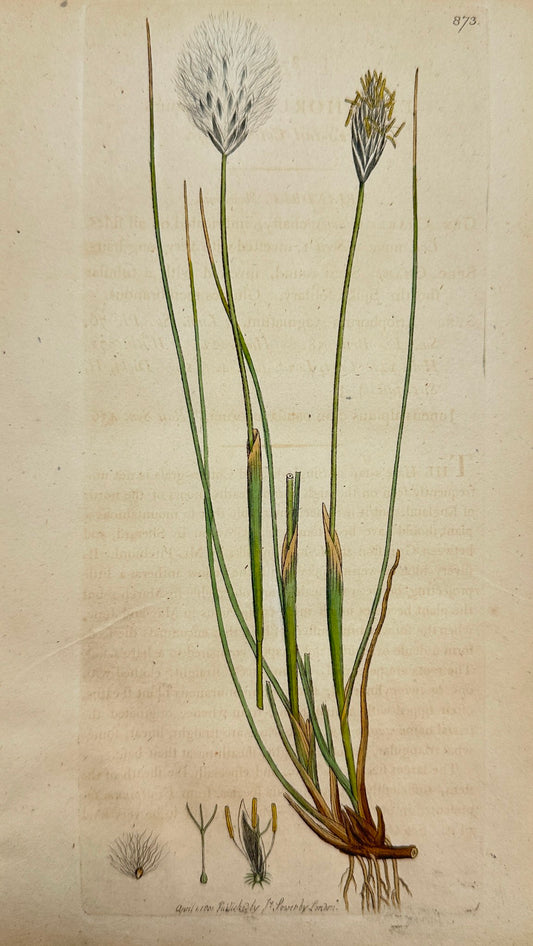 Antique Print - Sowerby - Eriophorum Vaginatum - Hare's-tail Cotton-grass - F1