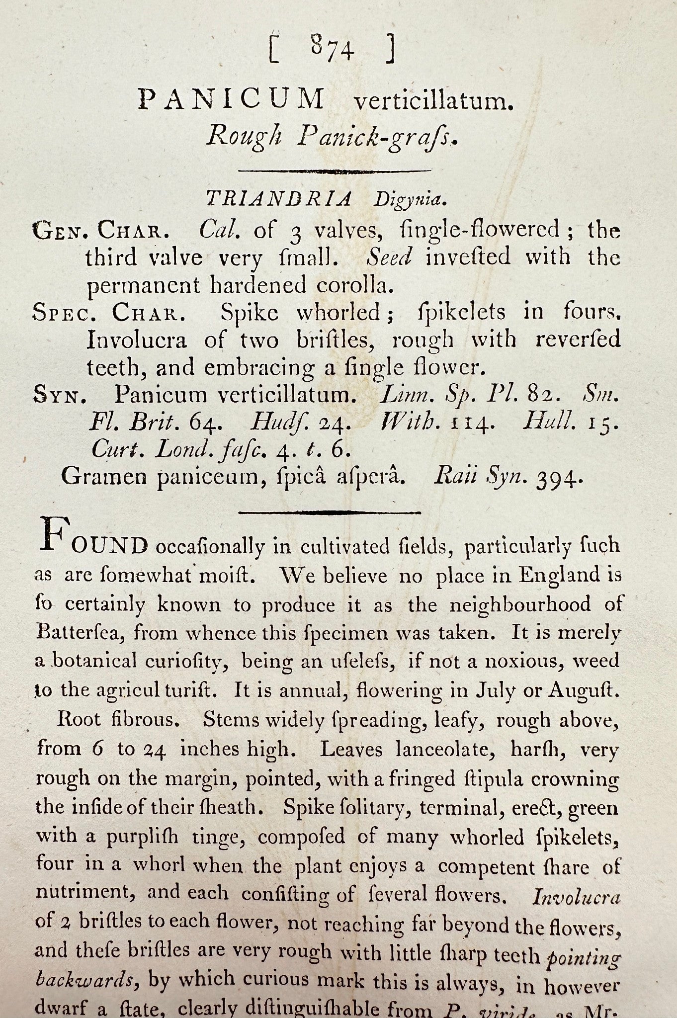 Antique Print - James Sowerby - Panicum Verticillatum - Whorled Panicgrass - F1