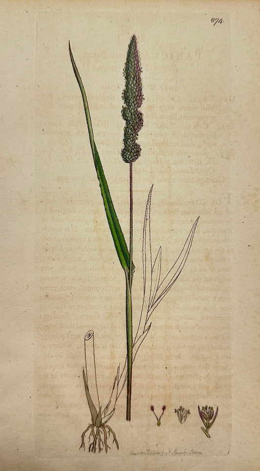 Antique Print - James Sowerby - Panicum Verticillatum - Whorled Panicgrass - F1