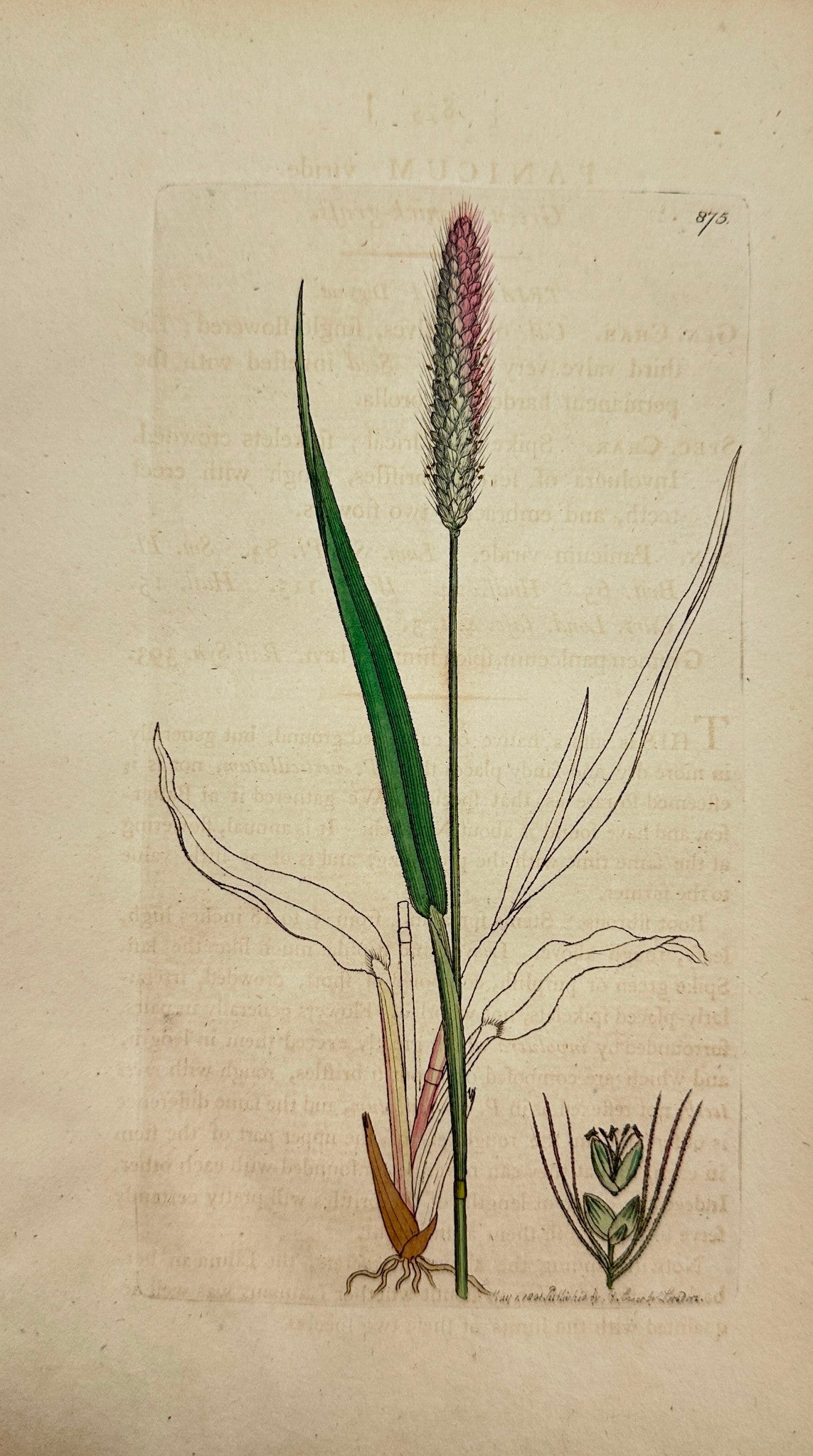 Antique Botanical Print - James Sowerby - Panicum Viride - Green Panicgrass - F1