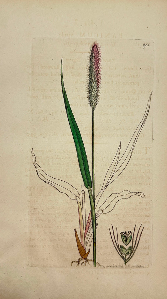 Antique Botanical Print - James Sowerby - Panicum Viride - Green Panicgrass - F1