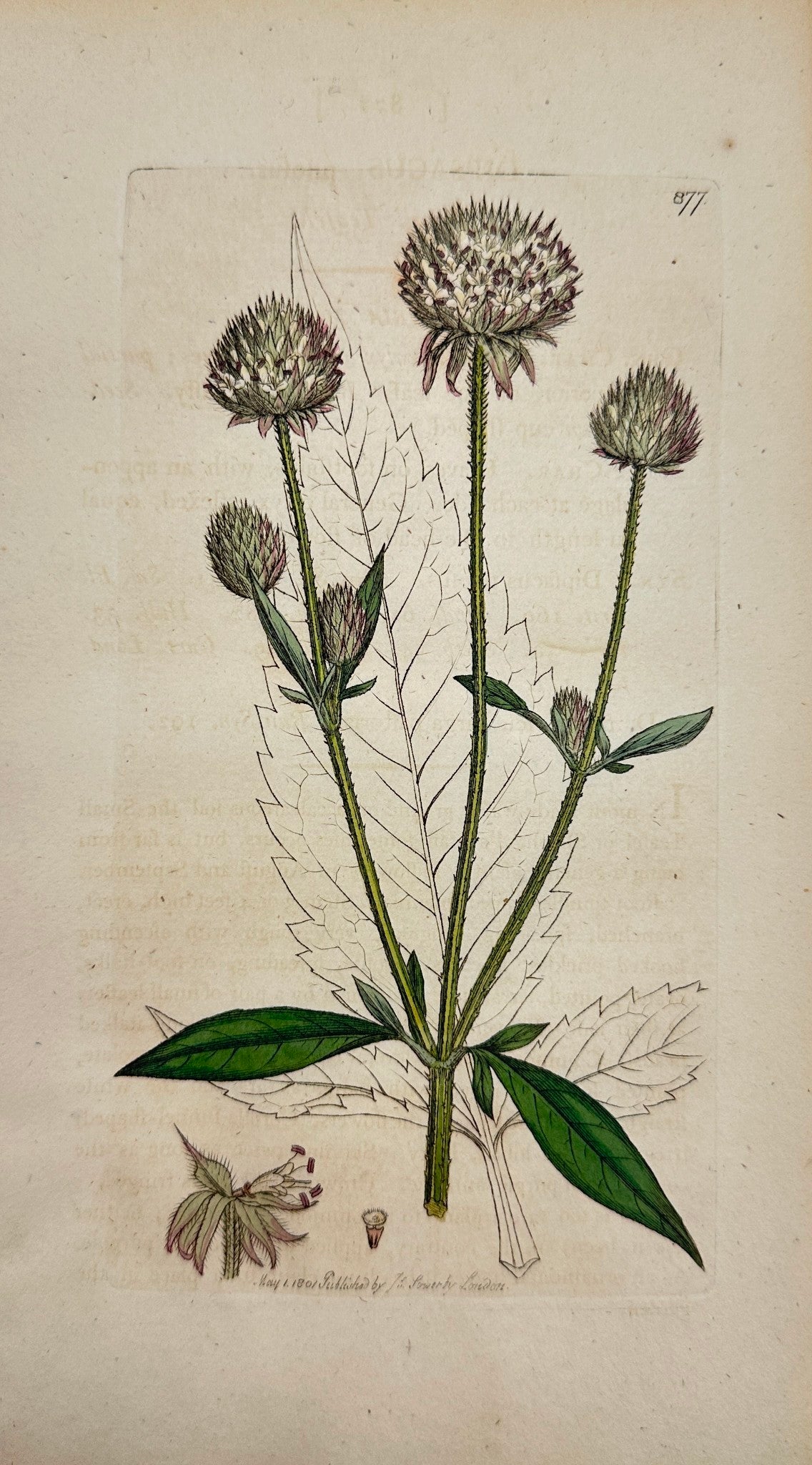 Antique Botanical Print - James Sowerby - Dipsacus Pilos - Small Teafel - F1