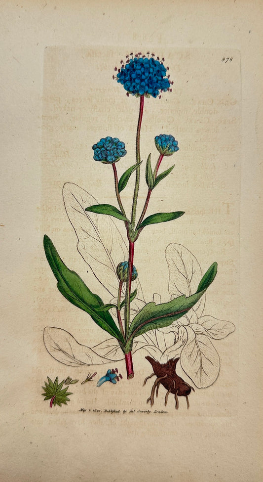 Antique Print - James Sowerby - Scabiosa Succisa - Devil's-bit Scabious - F1