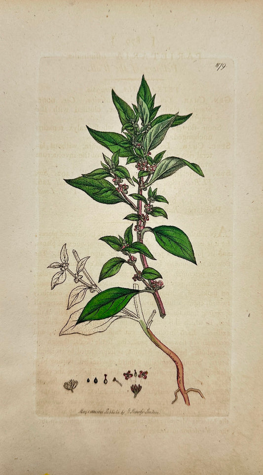 Antique Print - Sowerby - Parietaria Officinalis - Pellitory of the Wall - F1