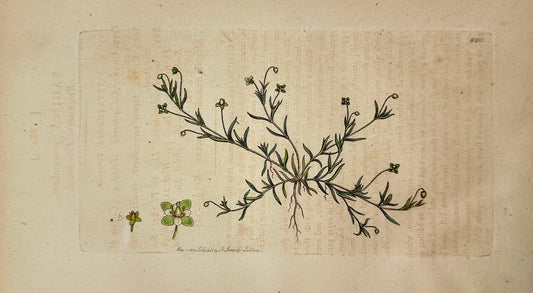 Antique Print - James Sowerby - Sagina Procumbens - Procumbent Pearlwort - F1
