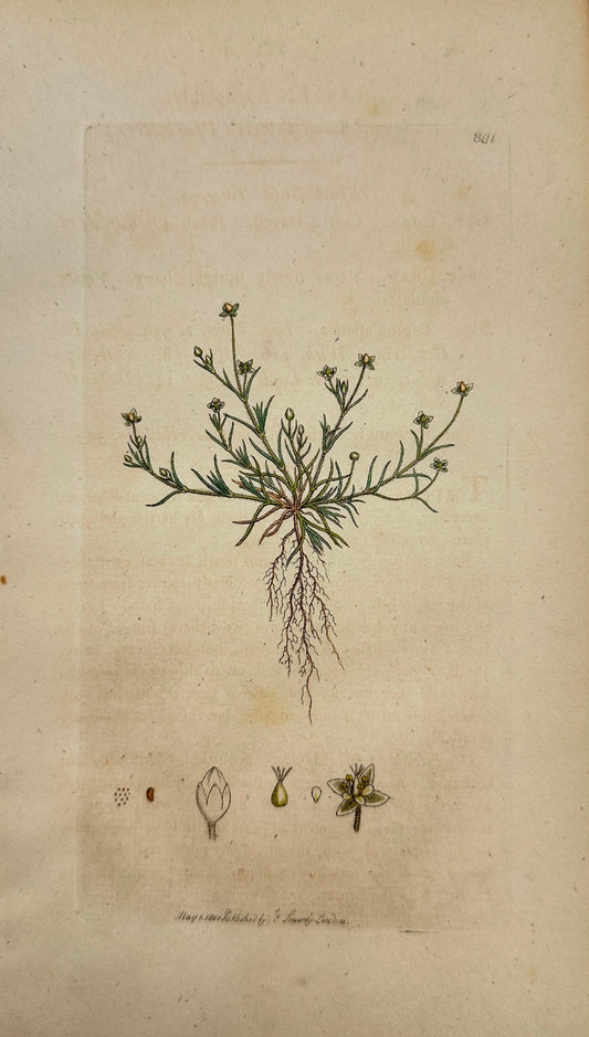Antique Print - James Sowerby - Sagina Apetala - Apetalous Pearlwort - F1
