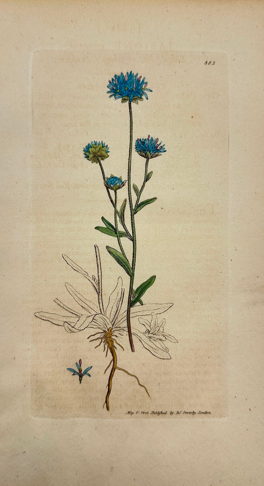 Antique Botanical Print - James Sowerby - Jasione Montana - Sheep's-bit - F1