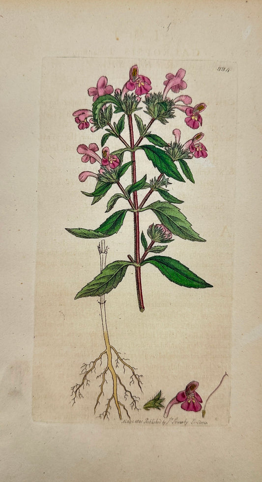 Antique Print - James Sowerby - Galeopsis Ladanum - Red Hemp-Nettle - F1