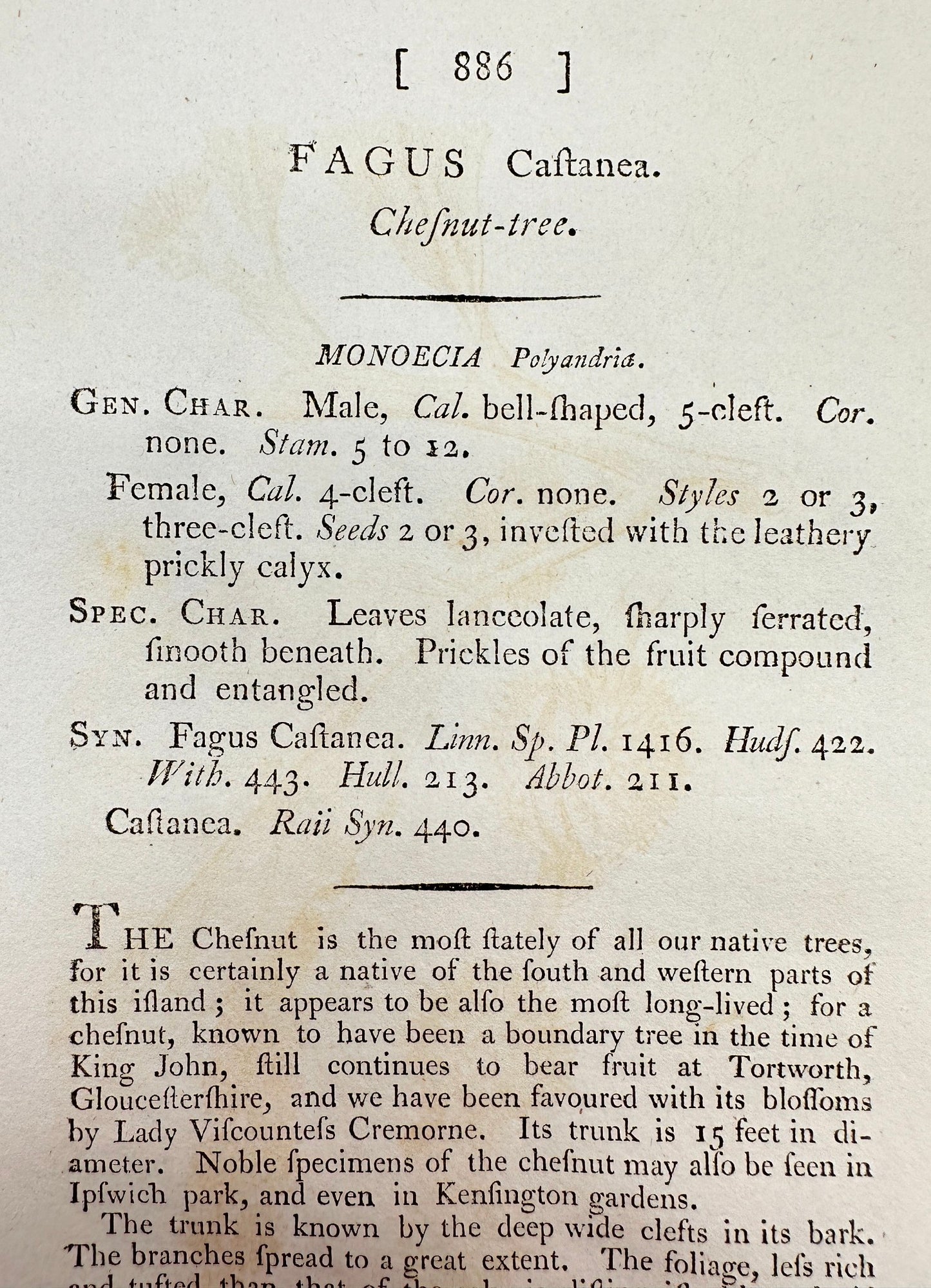 Antique Botanical Print - James Sowerby - Fagus Castanea - Chefnut-tree - F1