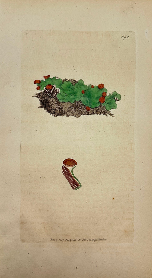 Antique Print - James Sowerby - Lichen Venofus - Green Veiny Lichen - F1