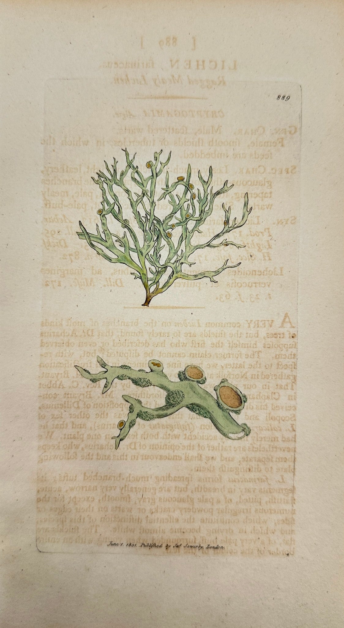 Antique Print - James Sowerby - Lichen Farinaceus - Ragged Mealy Lichen - F1