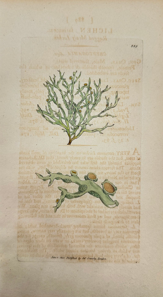 Antique Print - James Sowerby - Lichen Farinaceus - Ragged Mealy Lichen - F1