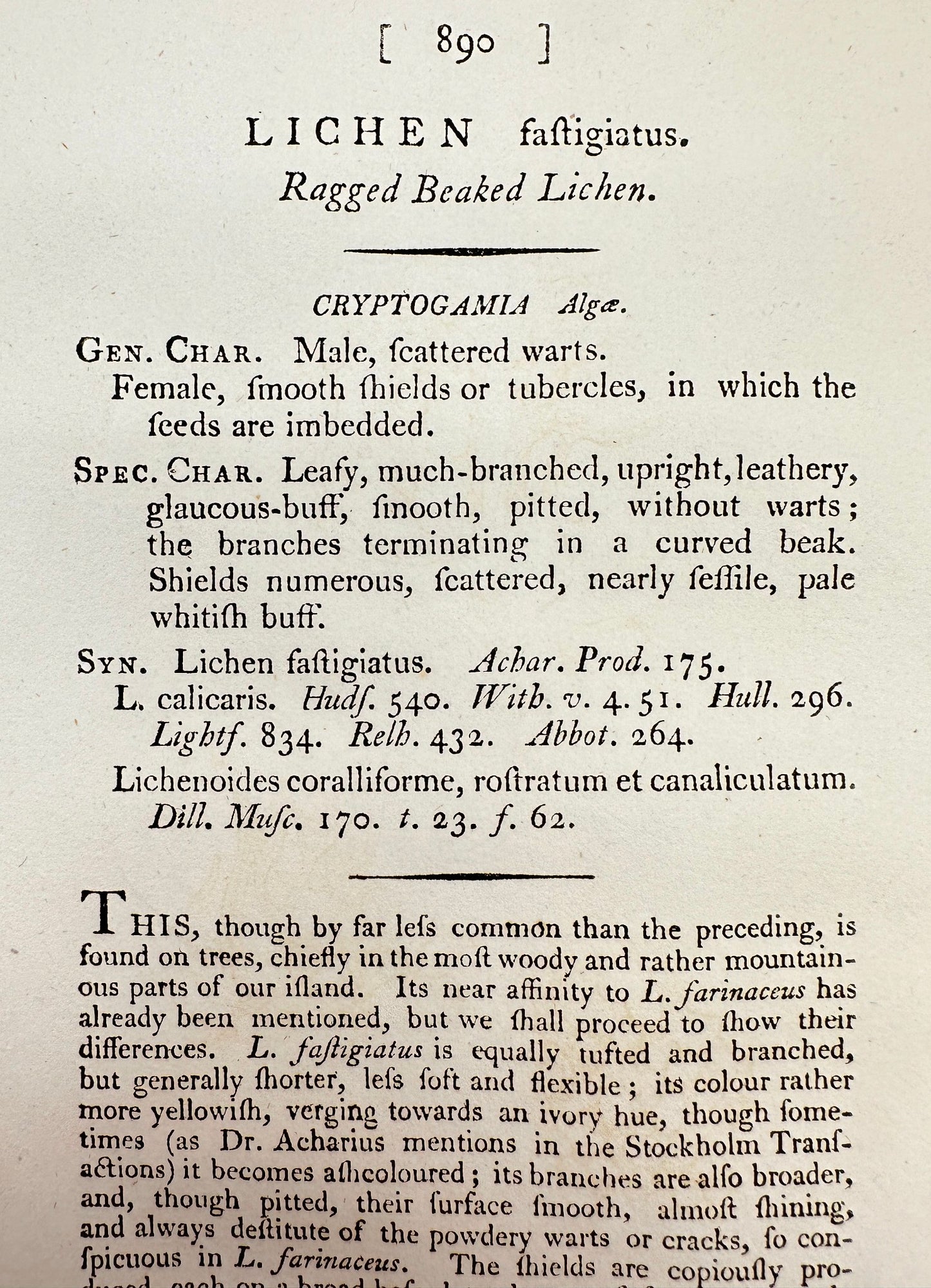 Antique Print - James Sowerby - Lichén Faftigiatus - Ragged Beaked Lichen - F1