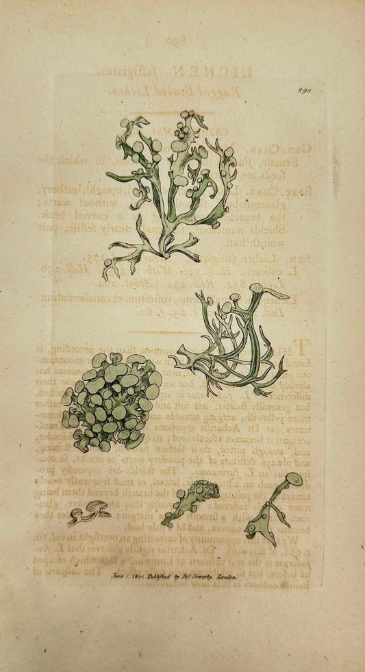Antique Print - James Sowerby - Lichén Faftigiatus - Ragged Beaked Lichen - F1
