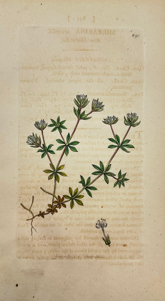 Antique Print - James Sowerby - Sherardia Arvenfi - Blue Sherardia - F1