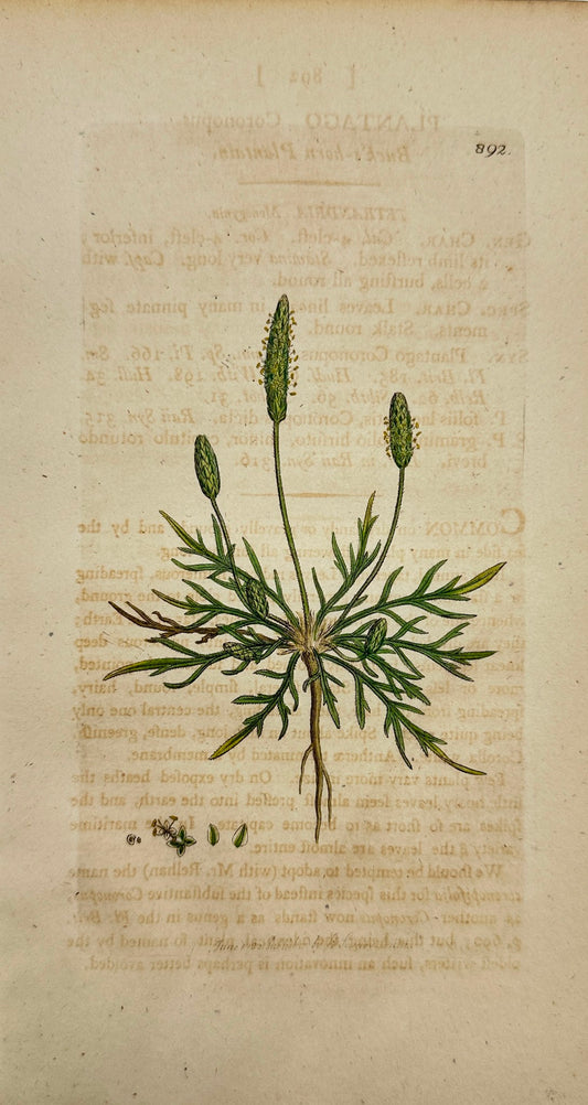 Antique Print - James Sowerby - Plantago Coronopus - Buck's-horn Plantain - F1