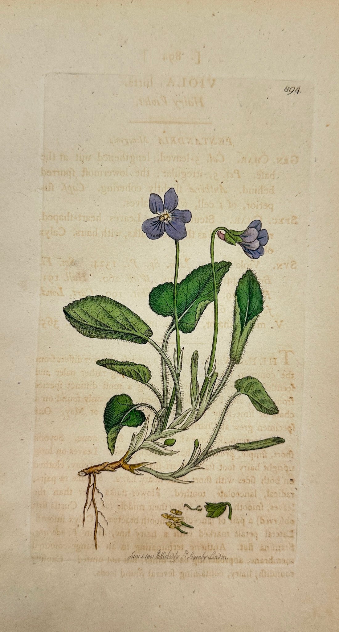 Antique Botanical Print - James Sowerby - Viola Hirta - Hairy Violet - F1