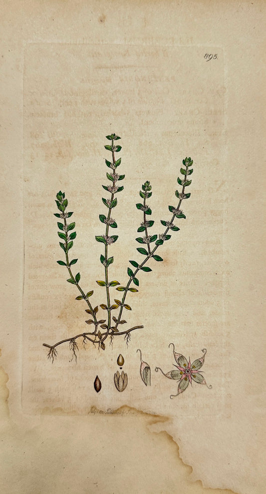 Antique Print - Sowerby - Illecebrum Verticillatum - Whorled Knotgrass - F1