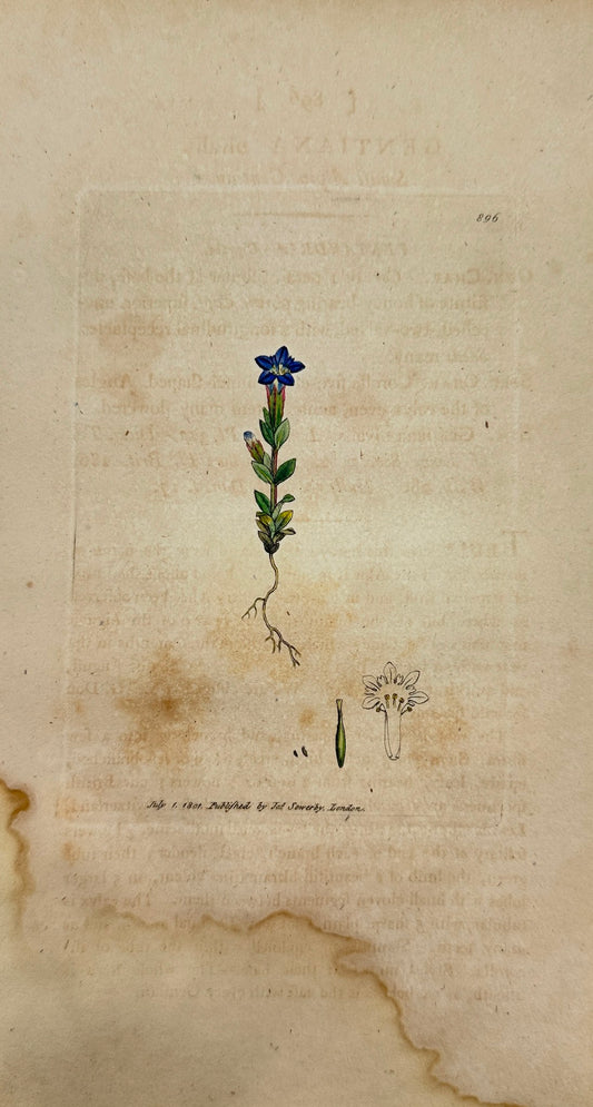 Antique Print - James Sowerby - Gentiana Nivalis - Small Alpine Gentian - F1