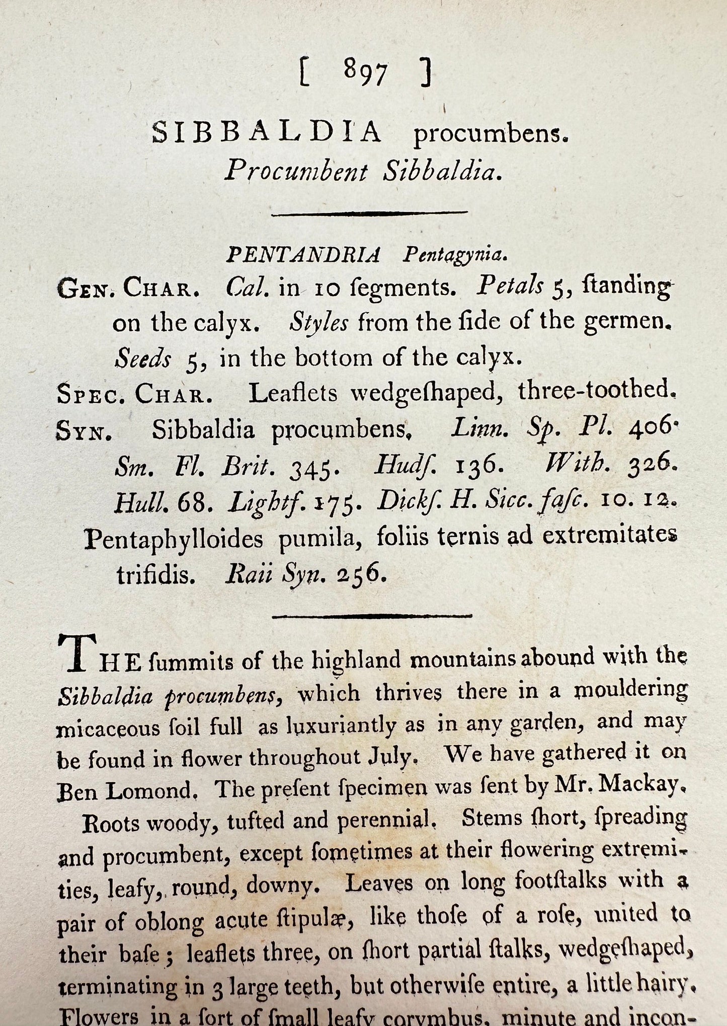 Antique Print - James Sowerby - Sibbaldia Procumbens - Procumbent Sibbaldia - F1