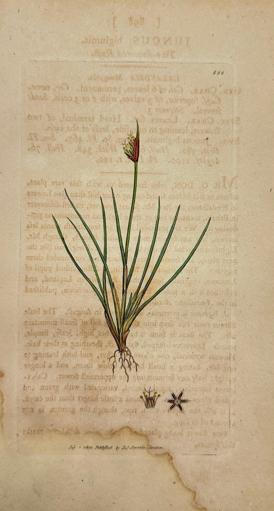 Antique Print - James Sowerby - Juncus Biglumis - Two-flowered Rush - F1