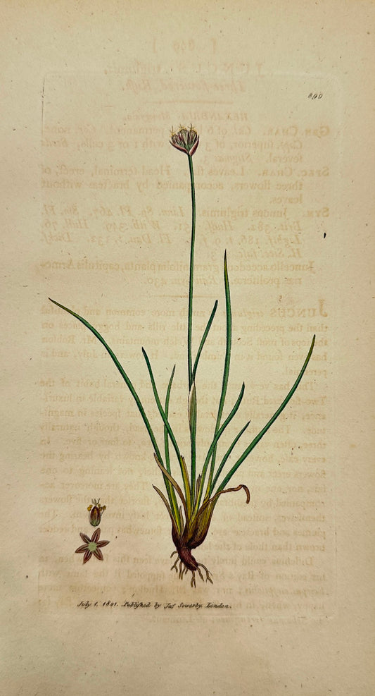 Antique Print - James Sowerby - Juncus Triglumis - Three-flowered Rush - F1