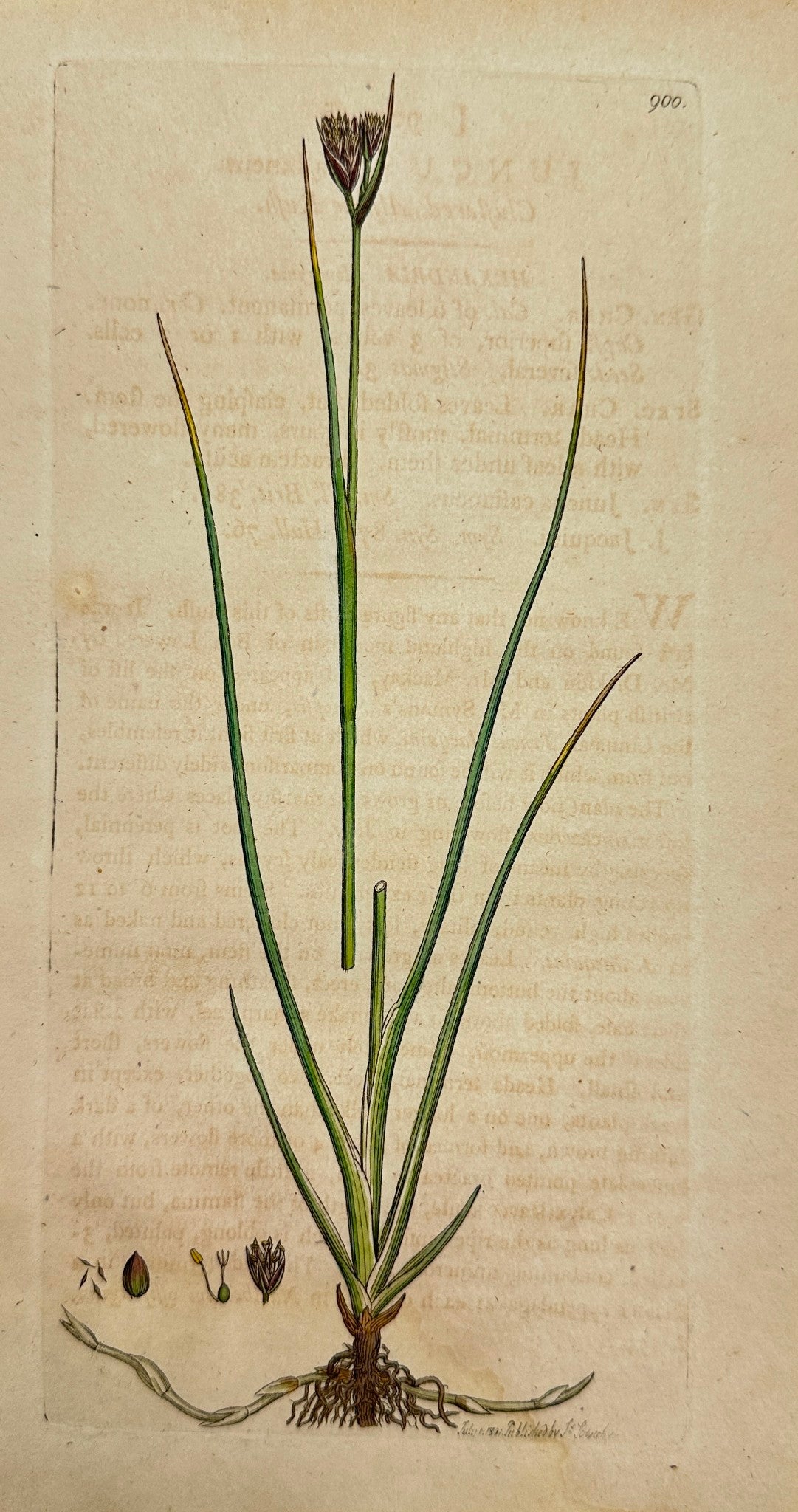 Antique Print - James Sowerby - Juncus Caftaneus - Clustered Alpine Rush - F1