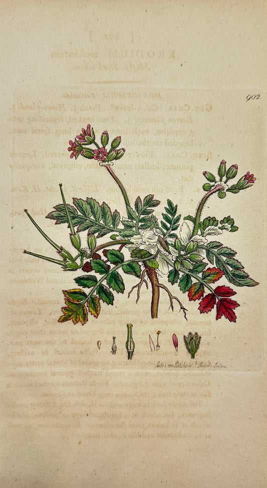 Antique Print - James Sowerby - Erodium Moschatum - Musky Stork's-bill - F1