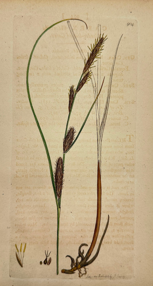 Antique Print - James Sowerby - Carex Filiformis - Slender-leaved Carex - F1