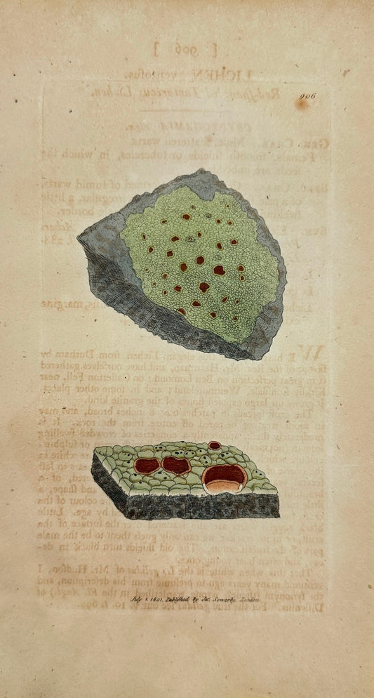 Antique Print - Sowerby - Lichen Ventofus - Red-Spangled Tartareous Lichen - F1