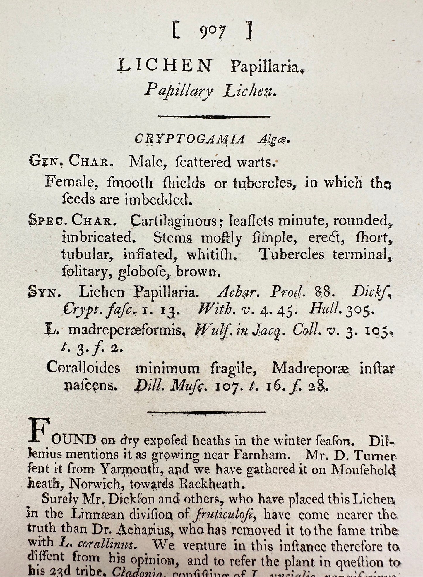 Antique Print - James Sowerby - Lichen Papillaria - Papillary Lichen - F1