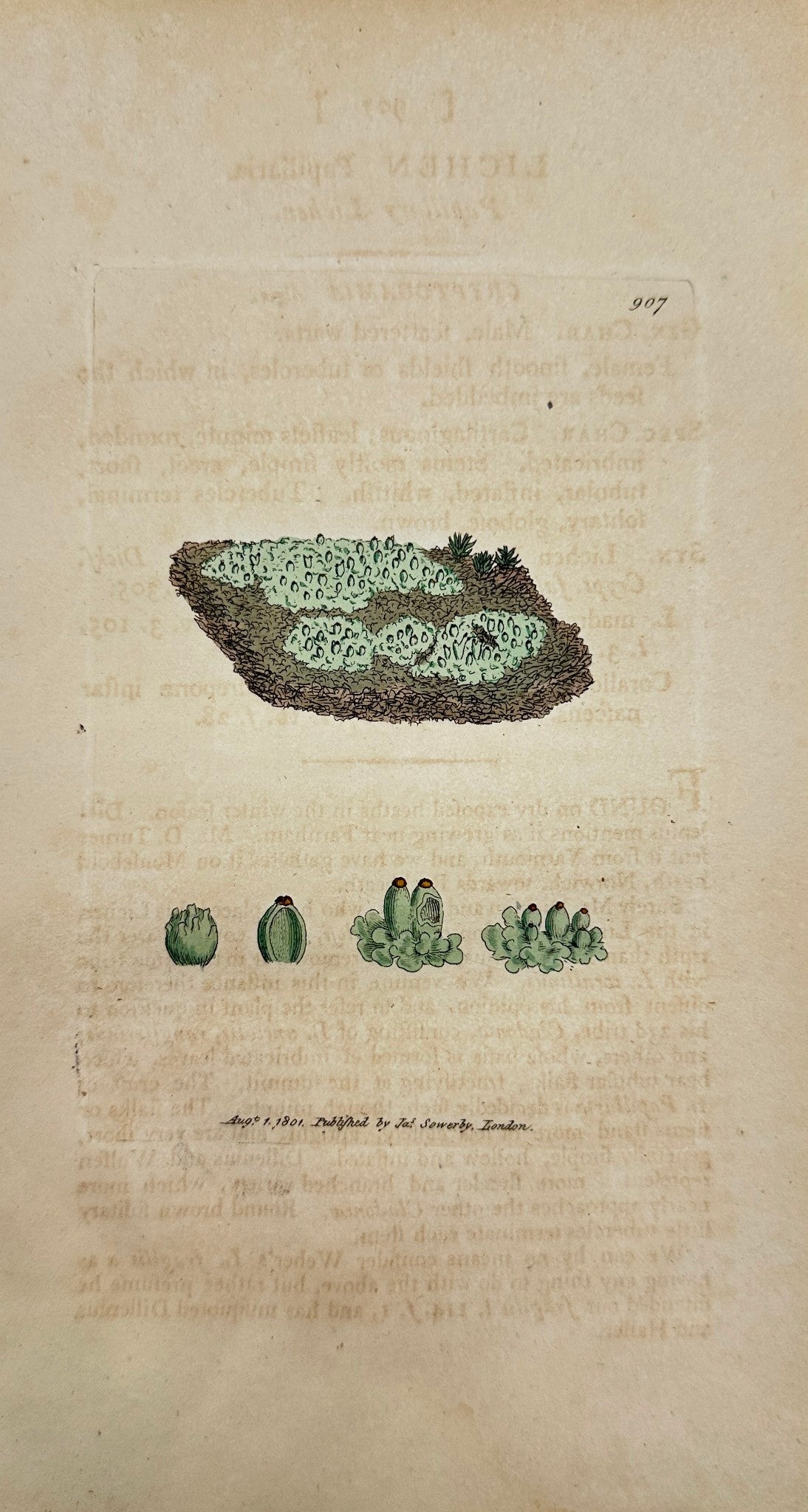 Antique Print - James Sowerby - Lichen Papillaria - Papillary Lichen - F1