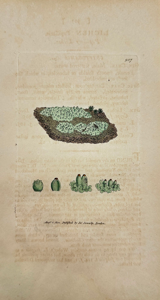 Antique Print - James Sowerby - Lichen Papillaria - Papillary Lichen - F1