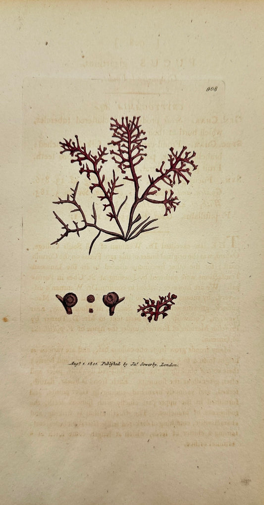 Antique Print - James Sowerby - Fucus Gigartinus - Grape-feed Fucus - F1