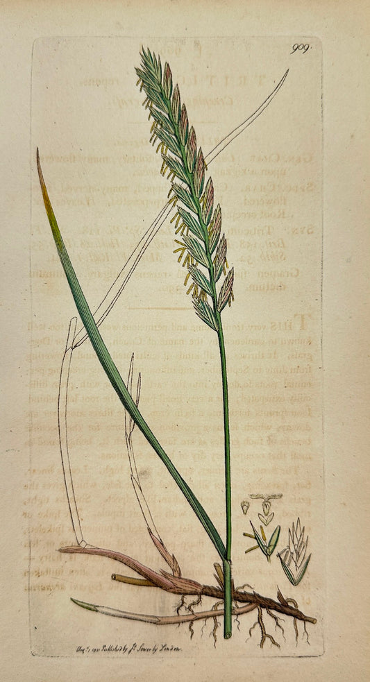 Antique Print - James Sowerby - Triticum Repens - Creeping Wheat-grafs - F1