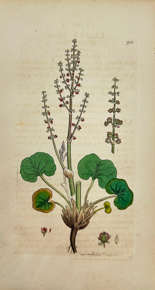 Antique Botanical Print - James Sowerby - Rumex Digynus - Mountain Sorrel - F1