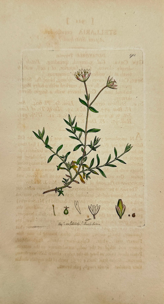 Antique Print - James Sowerby - Stellaria Ceraſtoides - Alpine Stitchwort - F1