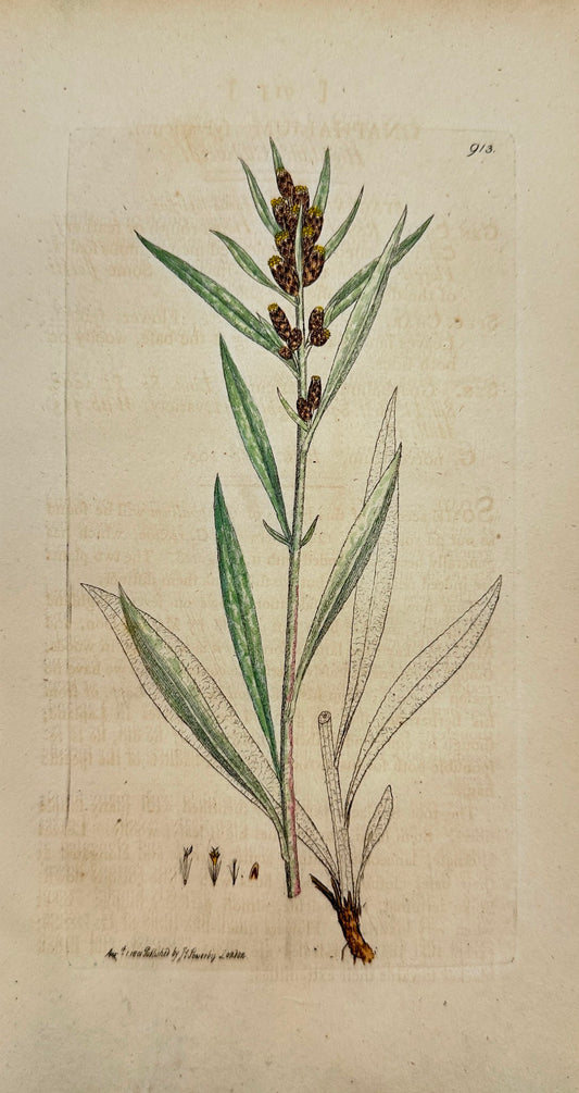 Antique Print - James Sowerby - Gnaphalium Sylvaticum - Highland Cudweed - F1