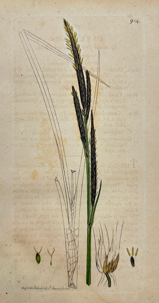 Antique Botanical Print - James Sowerby - Carex Stricta - Tufted Sedge - F1