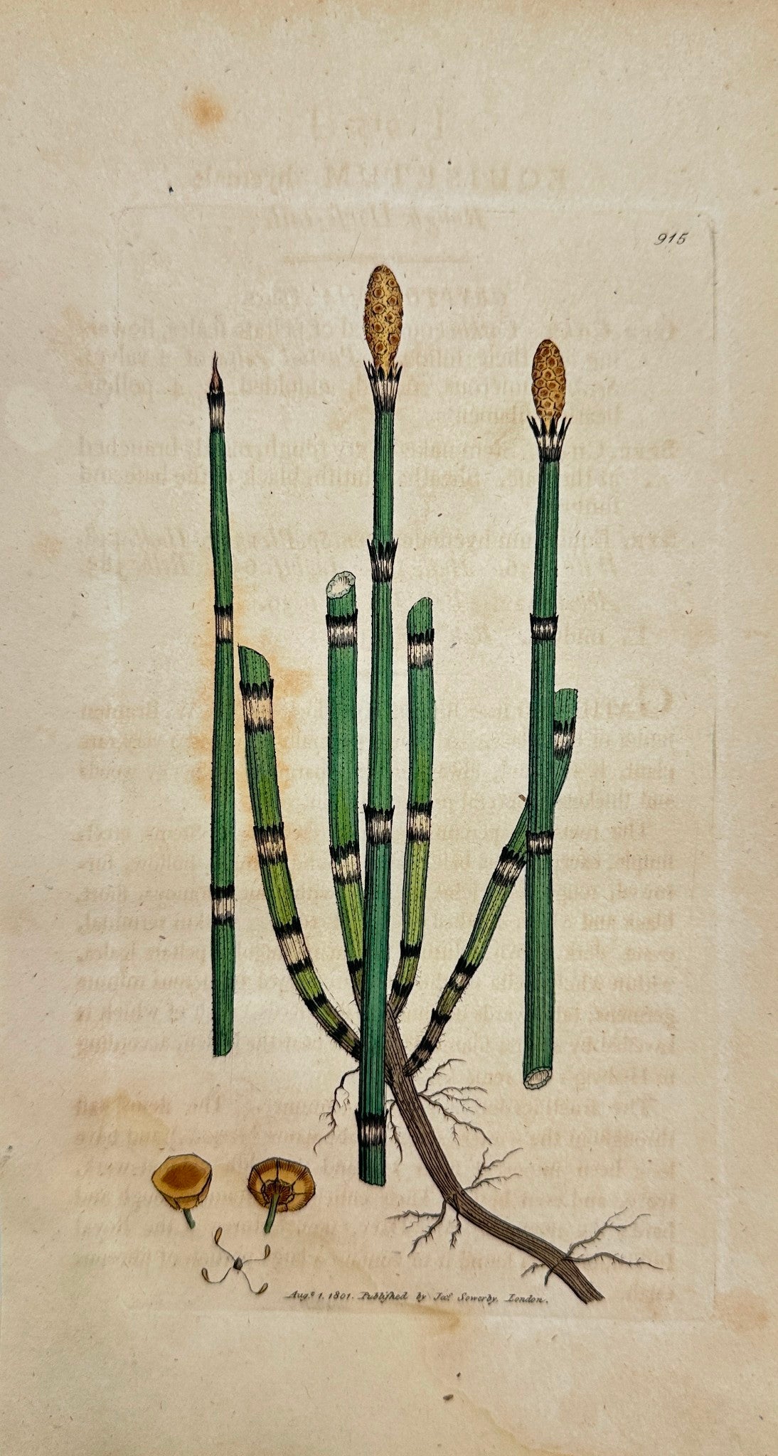 Antique Print - James Sowerby - Equisetum Hyemale - Rough Horsetail - F1