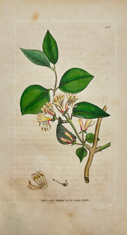 Antique Print - James Sowerby - Lonicera Xylosteum - Upright Honeysuckle - F1