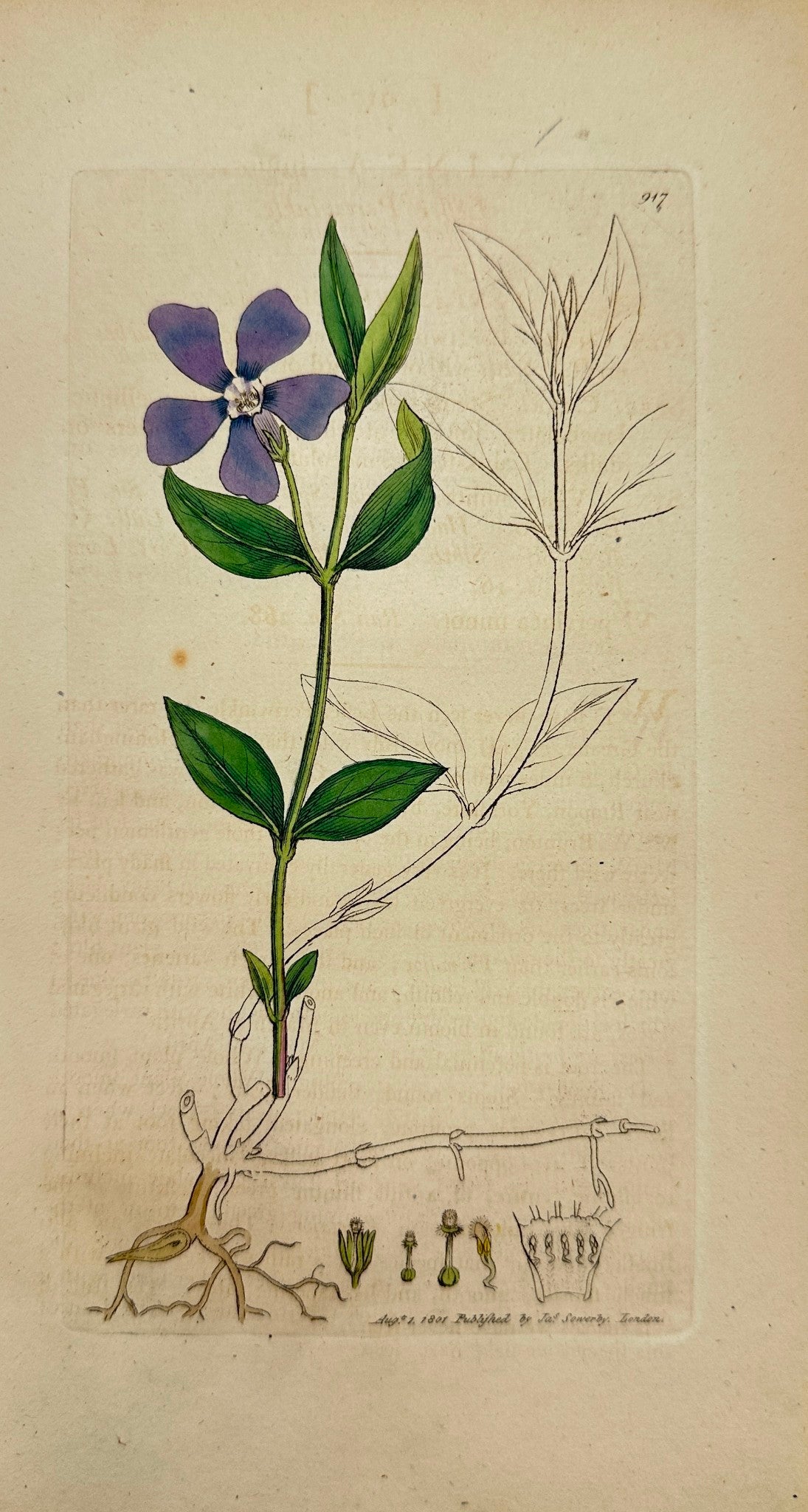 Antique Botanical Print - James Sowerby - Vinca Minor - Leffer Periwinkle - F1